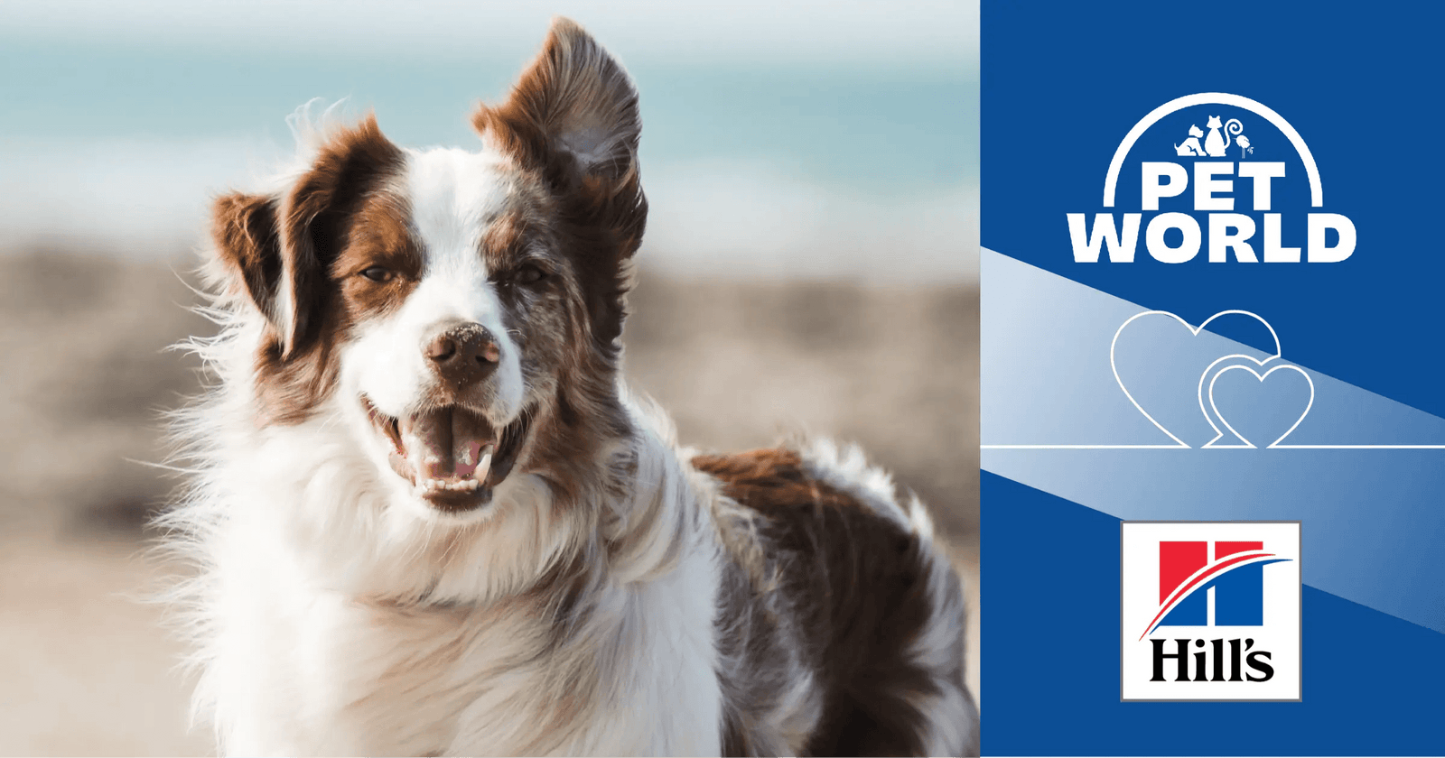 Unleashing Canine Nutrition: Petworld & Hill's Science Plan Collaborate - Petworld