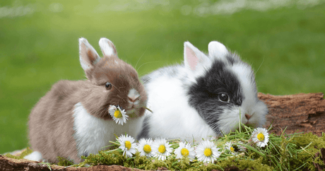 All About Bunnies: A Guide to Your Pet's Habitat, Nutrition and Well-Being - Petworld