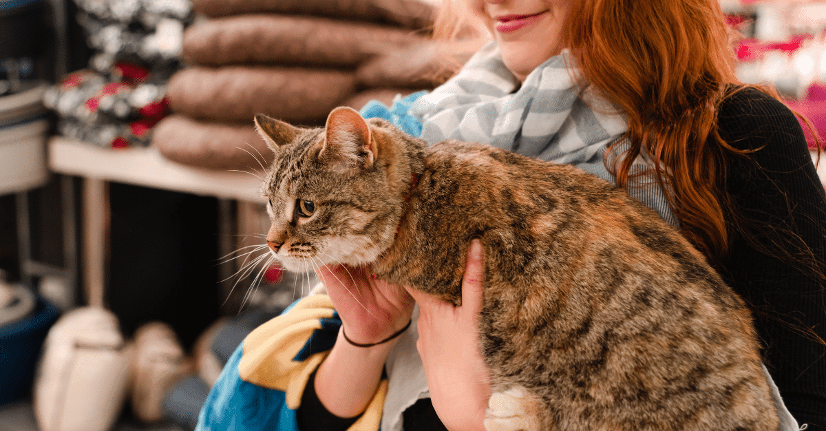 Petworld Express: Your One-Stop Shop for Premium Pet Supplies - Petworld