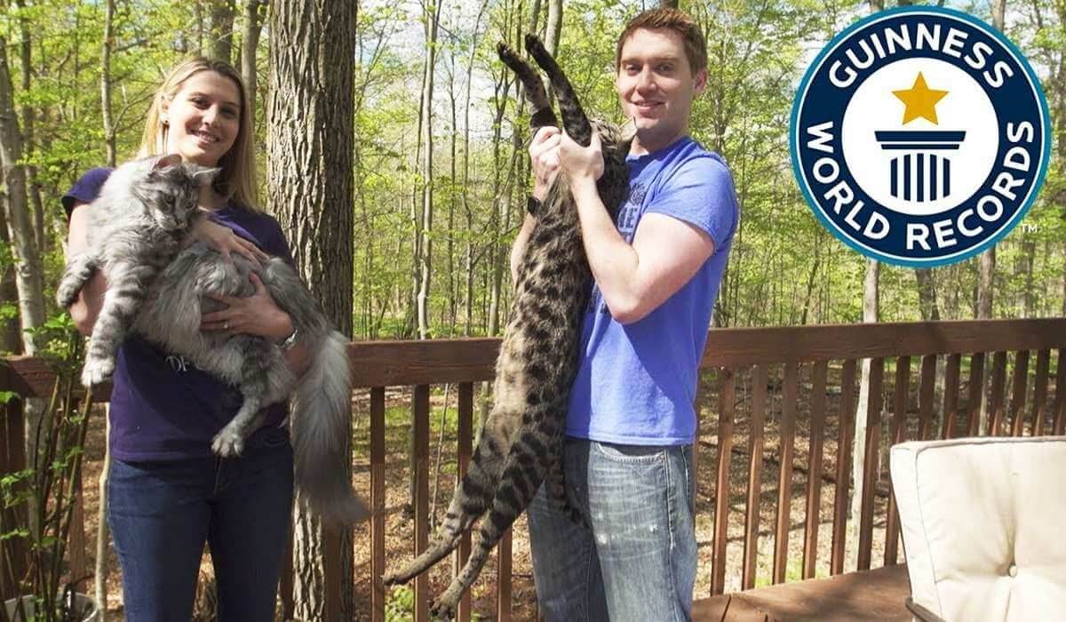 The Cat’s Meow – 5 Record-Worthy Felines - Petworld
