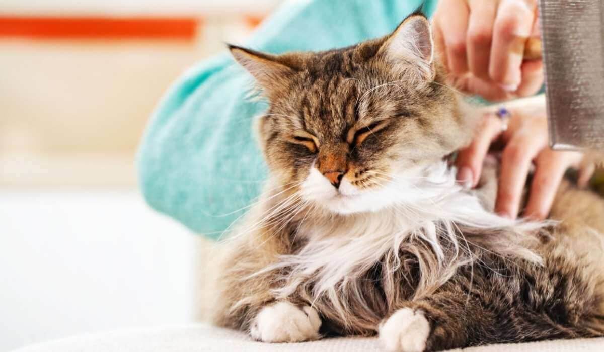 You Need to Start Brushing your Cat Right Meow - Petworld