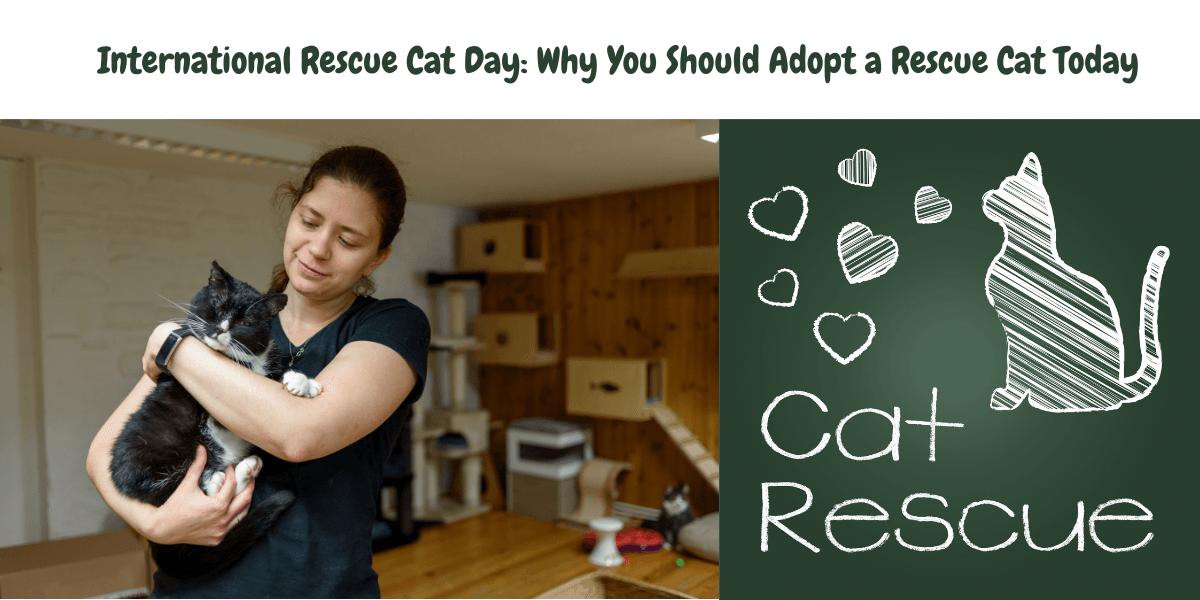 International Rescue Cat Day: Why You Should Adopt a Rescue Cat Today - Petworld