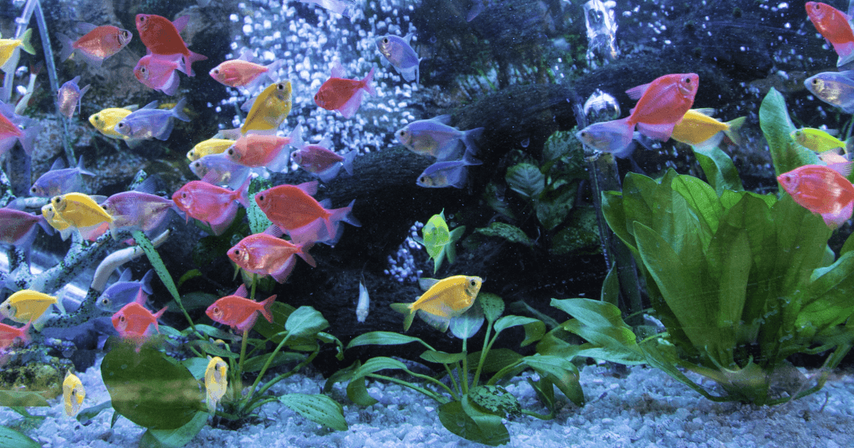 Introduction to Fish Breeding: A Beginner's Underwater Adventure - Petworld
