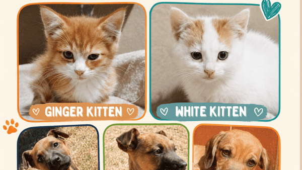 Two tiny kittens. Three playful puppies. Five very big reasons to believe in second chances.