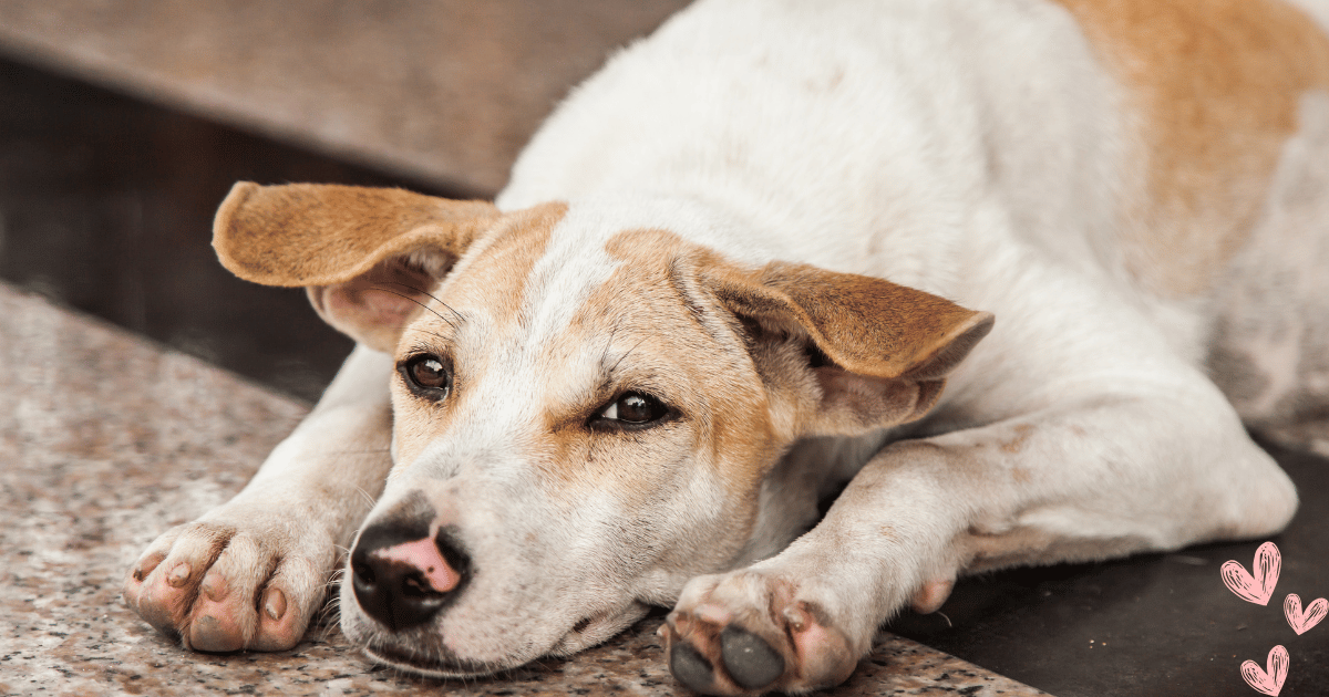 A tan and white shorthaired rescue dogs lies dejected on the floor, it's nails worn to stubs from walking.