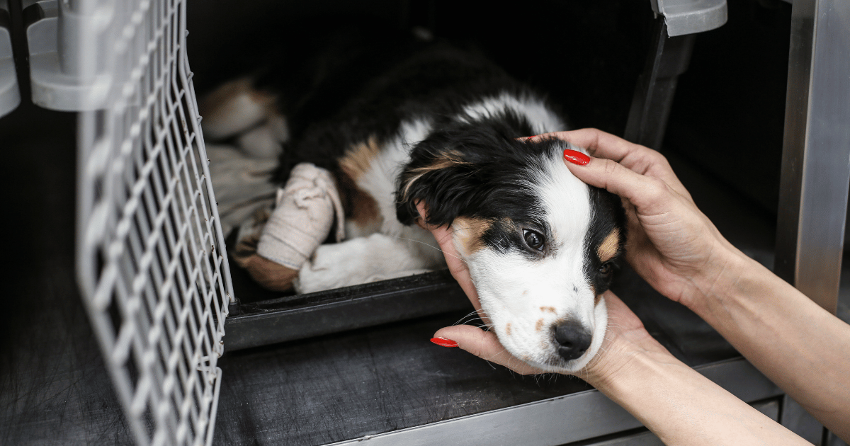 A rescue dog lies safe in a carrier and gets the love they deserve.