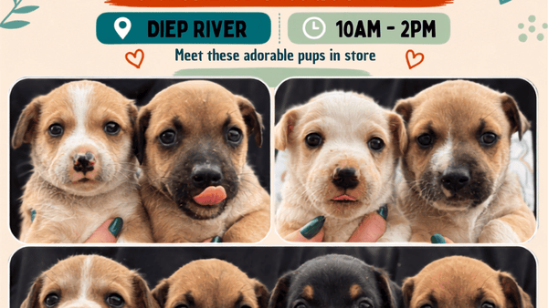 Eight Little Puppies Looking for Big Love