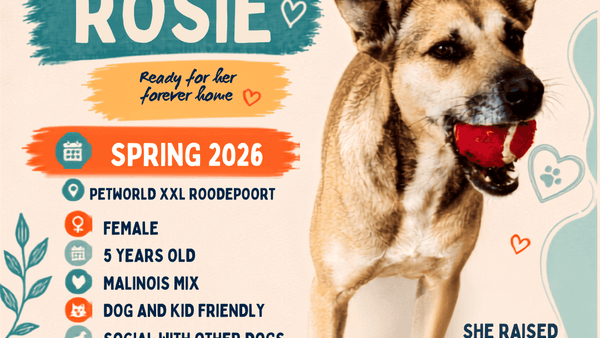 She Found Homes for All 11 of Her Puppies. Now It’s Rosie’s Turn.