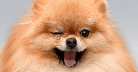 A close up of Pomeranian winking at the camera, tongue handing out.