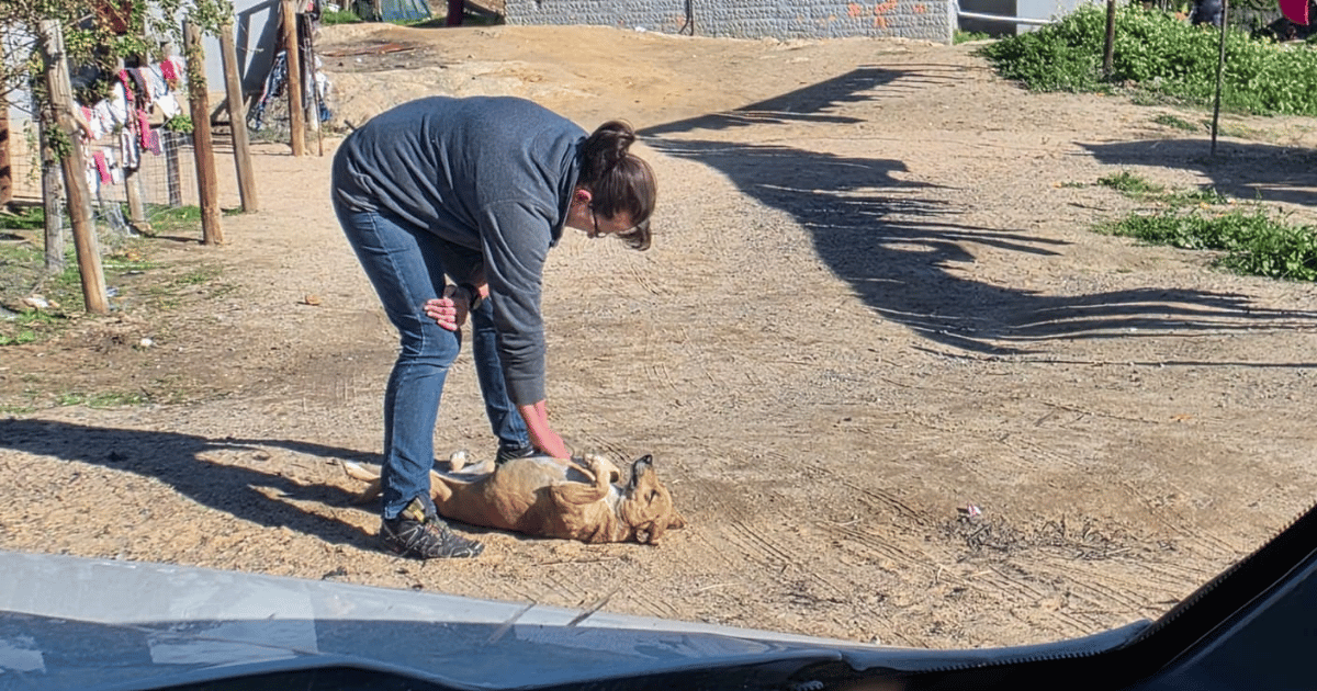 A ROAR volunteer gives a farm dog cuddles and hope.