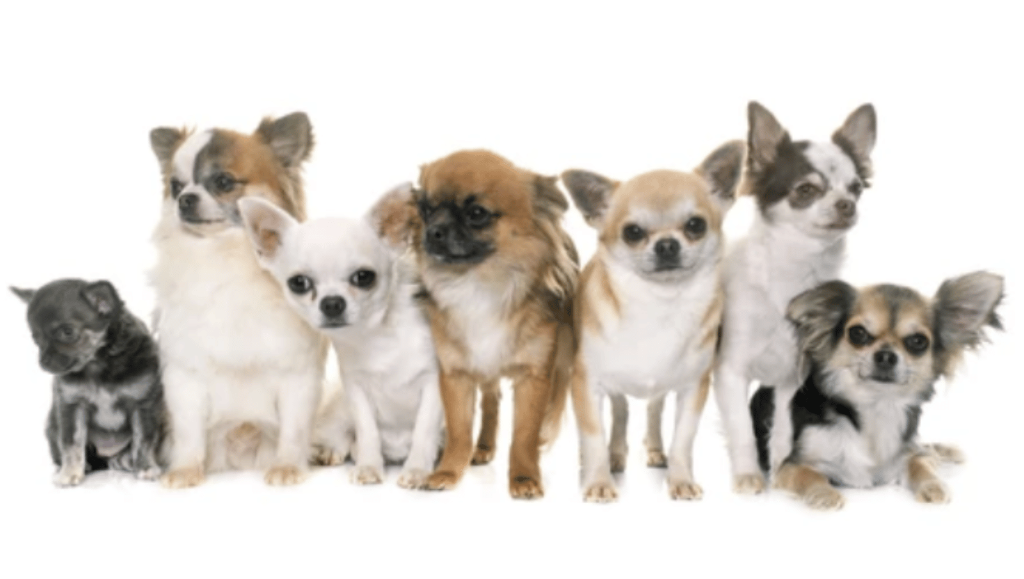 A row of adorable Chihuahuas showcasing all the coat types and colours they come in.