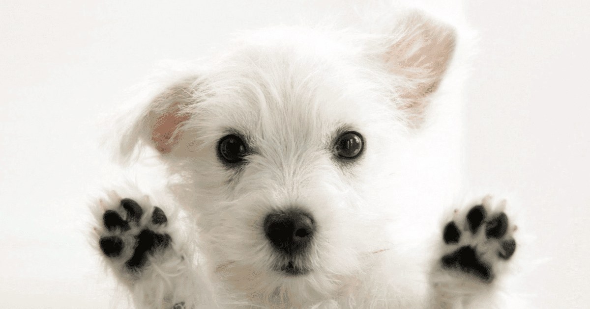 New Puppy Prep: Part One - A Guide to Health, Vaccines, Grooming, Nutrition & Milestones - Petworld