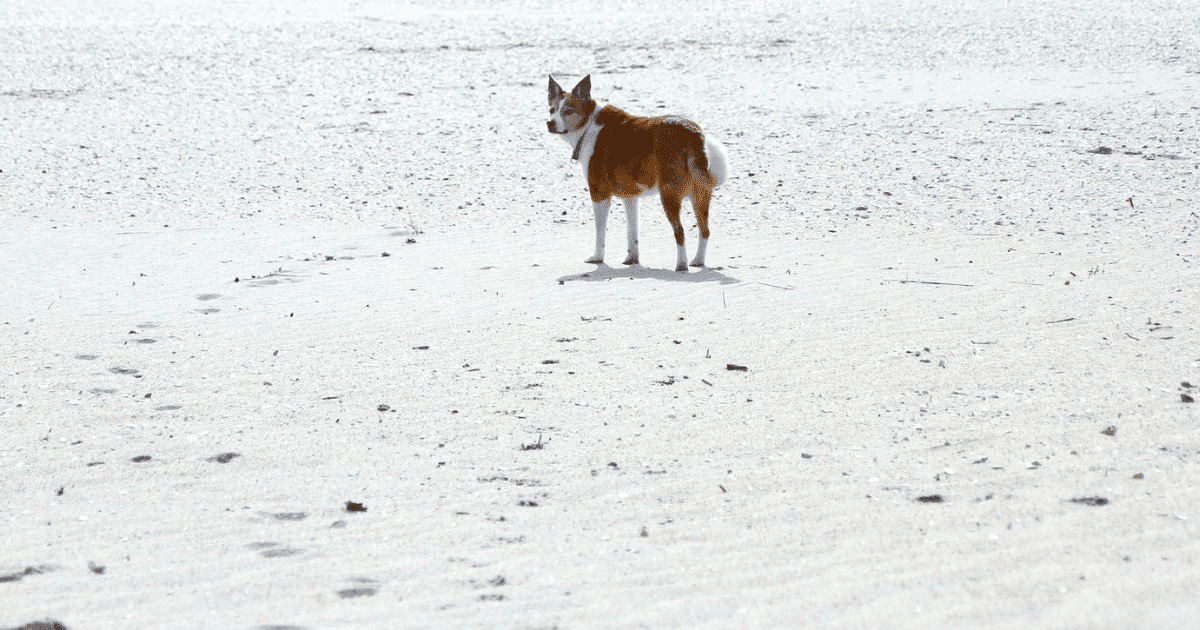 Pet Bereavement: Navigating the Grief of Losing a Beloved Dog or Cat - Petworld