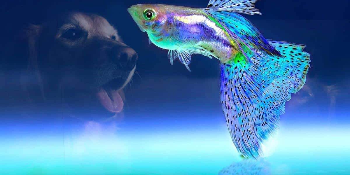 Fishkeeping and Dog Training: How to Teach Your Dog to Respect Your Aquarium - Petworld