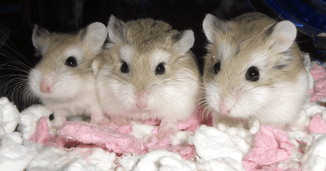 All About Syrian and Dwarf Hamsters: A Guide to Your Pet's Habitat, Nutrition and Well-Being - Petworld