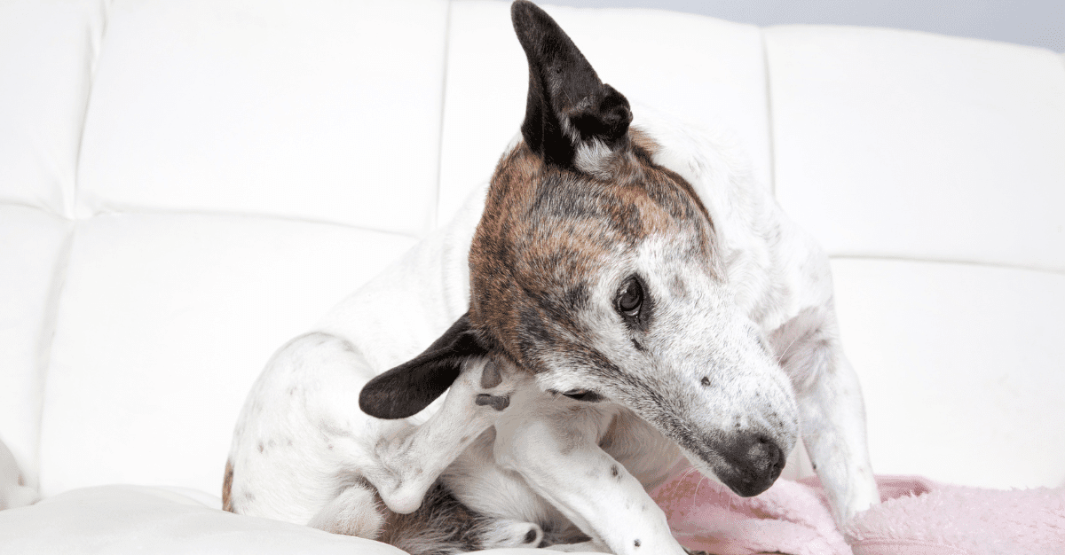 The Best Dog Foods for Skin Issues and Itching in Puppies, Adult and Senior Dogs in South Africa - Petworld