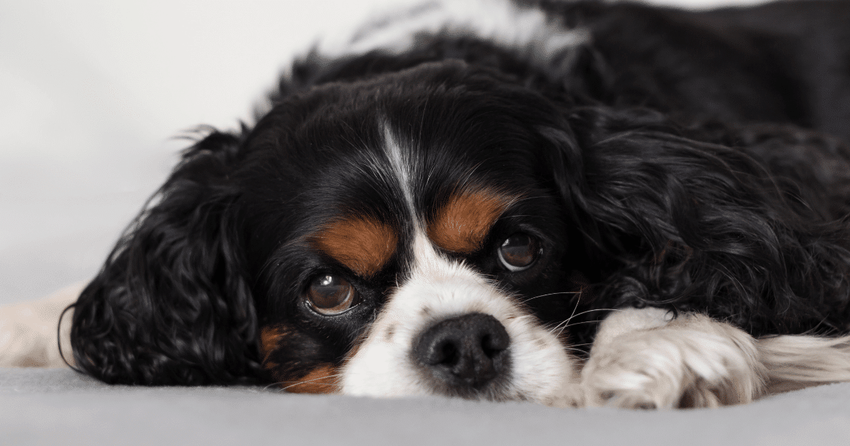 Best dog beds for 2024 cavalier king charles spaniels