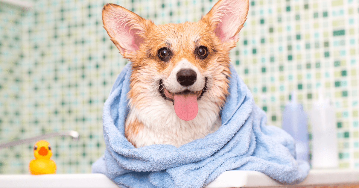 Bathing & Brushing Your Dog at Home: Expert Tips for a Happy, Clean Pup - Petworld
