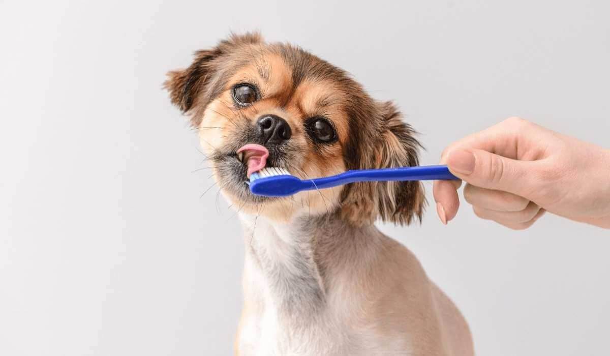 Doggie Bad Breath: 5 Solutions to Freshen it Up - Petworld