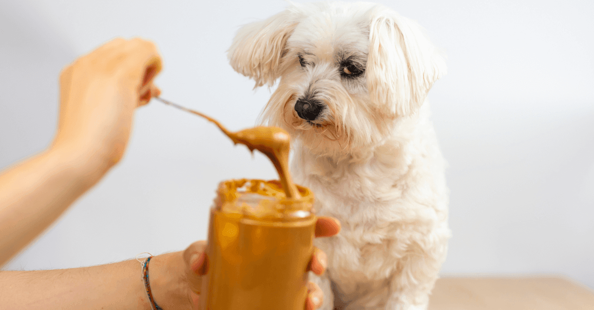 Homemade Peanut Butter Treats: Puppy-Friendly, Gluten-Free & Classic Recipes for Peanut Butter Day! - Petworld