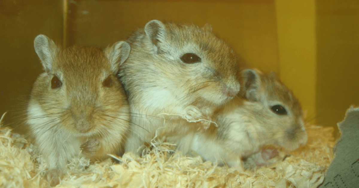 All About Gerbils: A Guide to Your Pet's Habitat, Nutrition and Well-Being