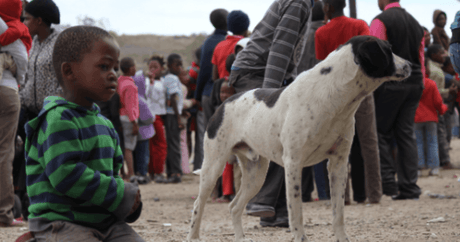 Dead Animals Walking Brings Life: They Will Stop at Nothing to Make a Difference! - Petworld