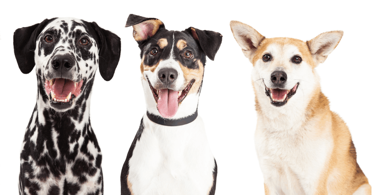It's Game On! Getting Rid of Ticks and Fleas This Winter - Petworld