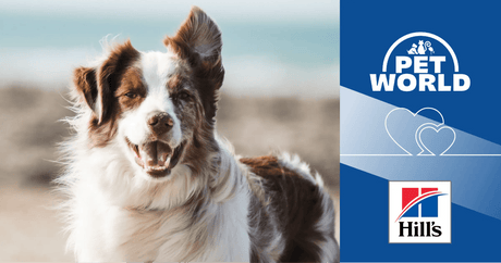 Unleashing Canine Nutrition: Petworld & Hill's Science Plan Collaborate - Petworld