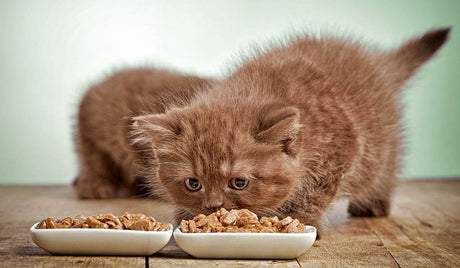 Best Bowls for Kitties - Petworld