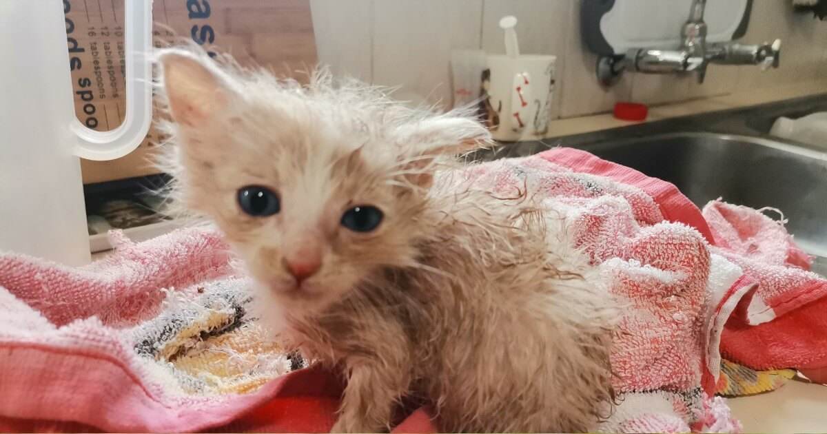 A.R.T. Animal Rescue Team: A Life of Dedication, One Rescue at a Time - Petworld