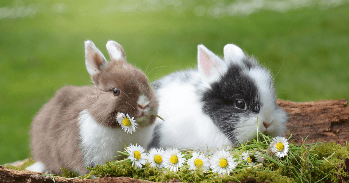 All About Bunnies: A Guide to Your Pet's Habitat, Nutrition and Well-Being - Petworld