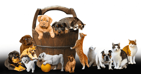 Whiskers and Wags: The Furry Prescription for Better Physical and Mental Health - Petworld