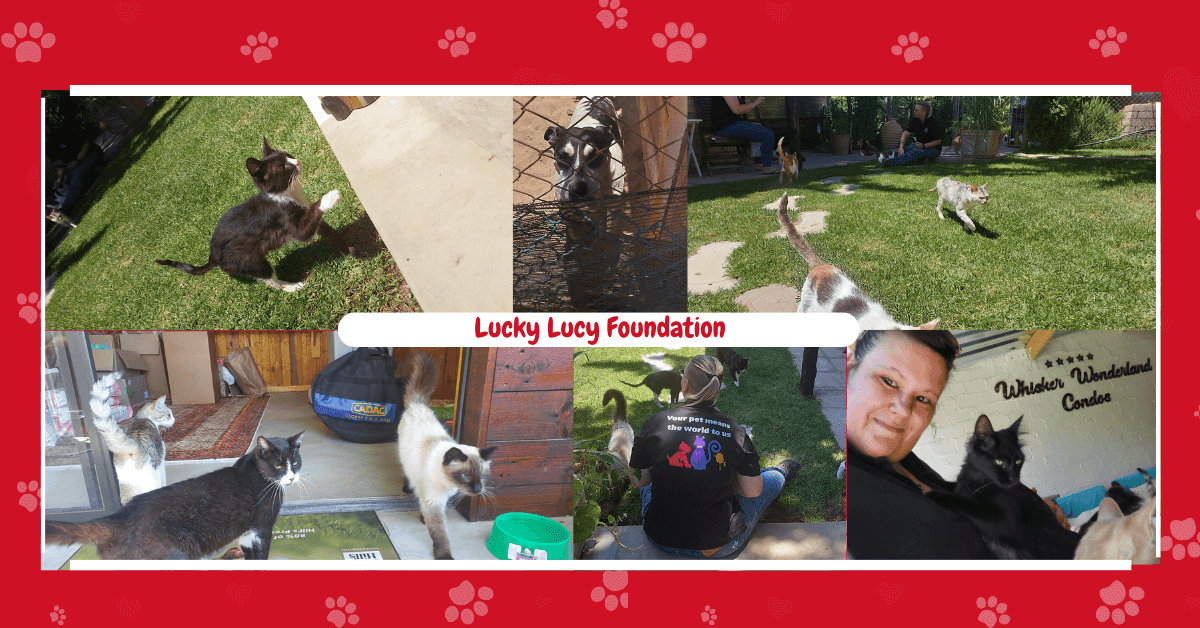 Heartbreak and Hope: How One Dog’s Rescue Sparked a Revolution in Animal Welfare at the Lucky Lucy Foundation - Petworld