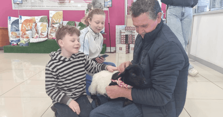 The Cutest Little Lamb There Ever Was: Bovril Visits Petworld! - Petworld