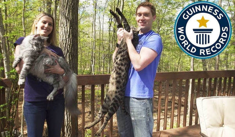 The Cat’s Meow – 5 Record-Worthy Felines - Petworld