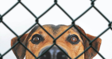 From the Shadows to Safety: The Outreach Program's Lifesaving Mission in the Helderberg - Petworld