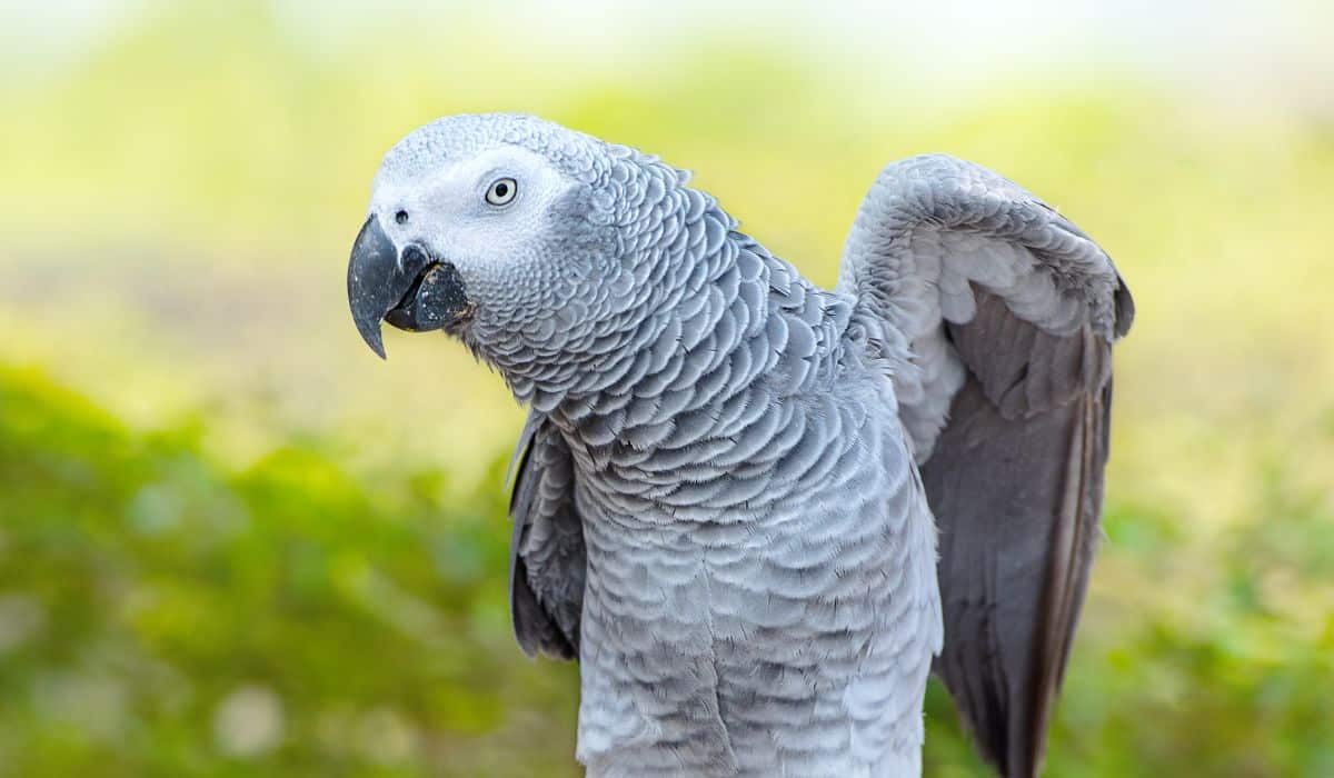 SIGNS OF BIRDS IN DISTRESS