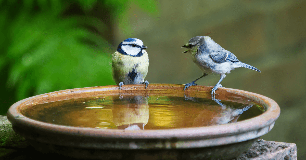 Back Garden Birding 101 – How to Make the Most of Your Patch - Petworld