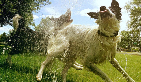 Beat the Summer Heat with Your Canine Sidekick: A Guide That’s ‘Cool’ in Every Sense - Petworld