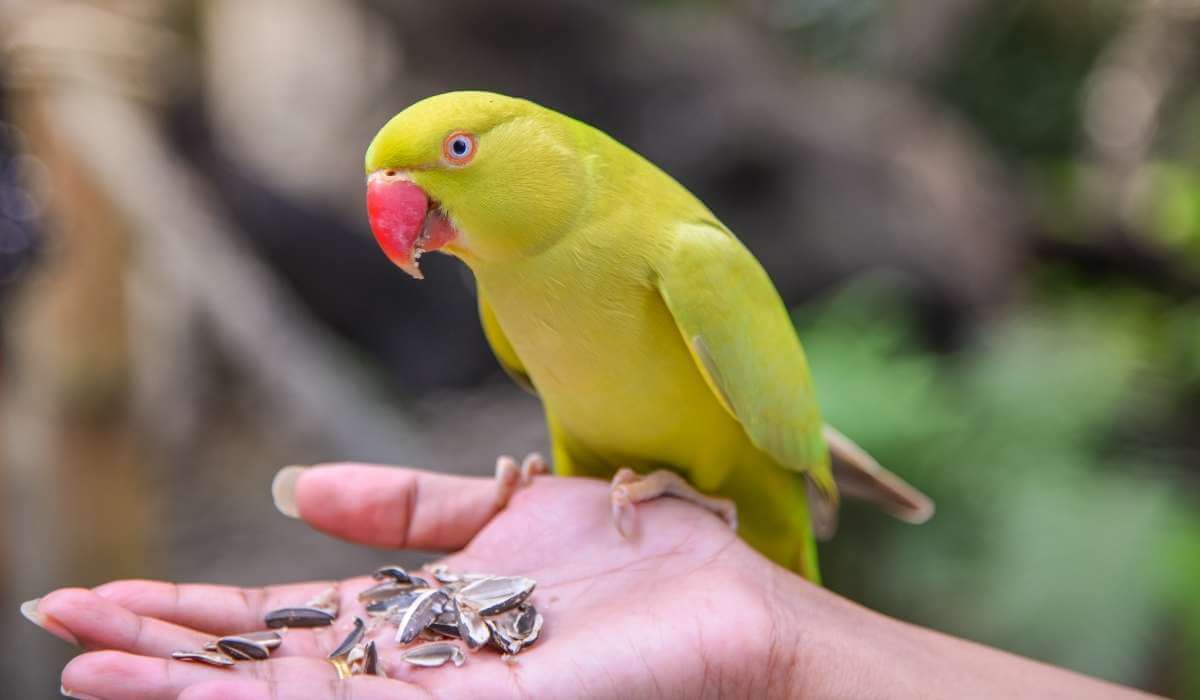 Best Treats for Birds