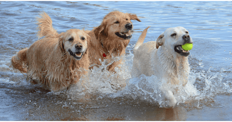 Bark, Adopt, Repeat: The Tail-Wagging Tale of National Dog Day! - Petworld