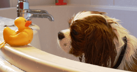 Splish Splash: Tips and Tools for Brushing and Bathing Your Dog