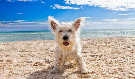 Beach Essentials for your Dog