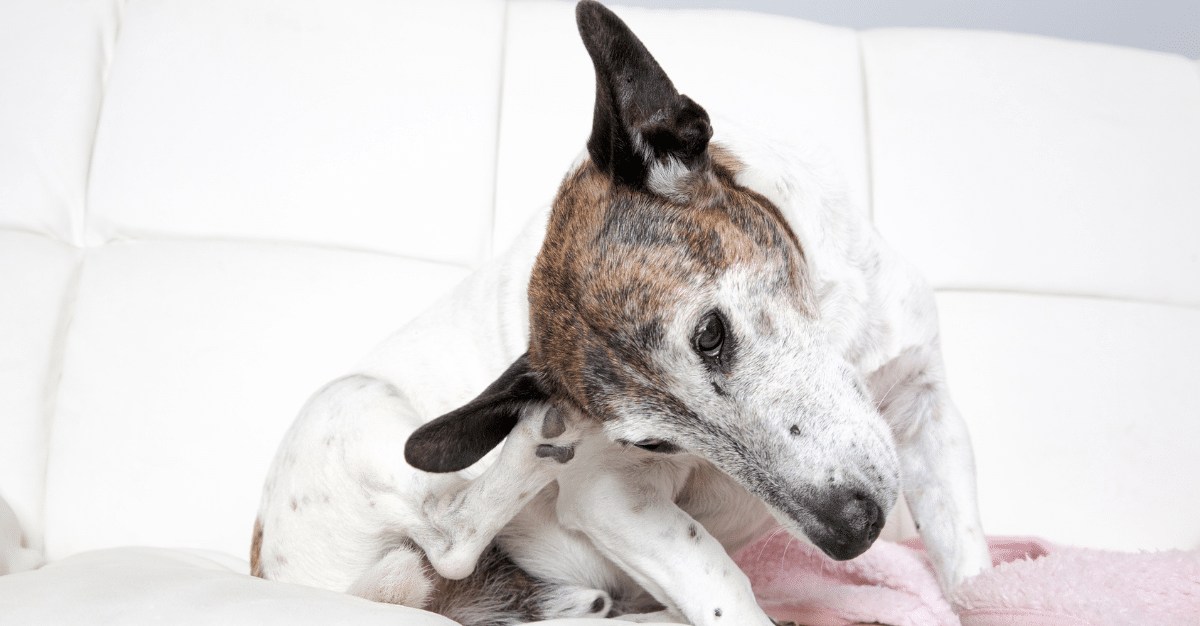 The Best Dog Foods for Skin Issues and Itching in Puppies, Adult and Senior Dogs in South Africa