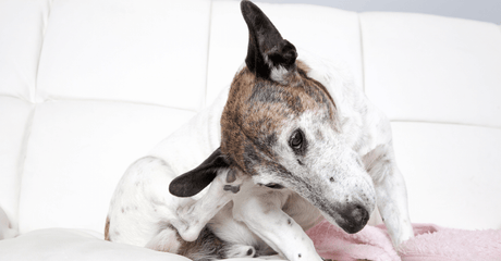 The Best Dog Foods for Skin Issues and Itching in Puppies, Adult and Senior Dogs in South Africa