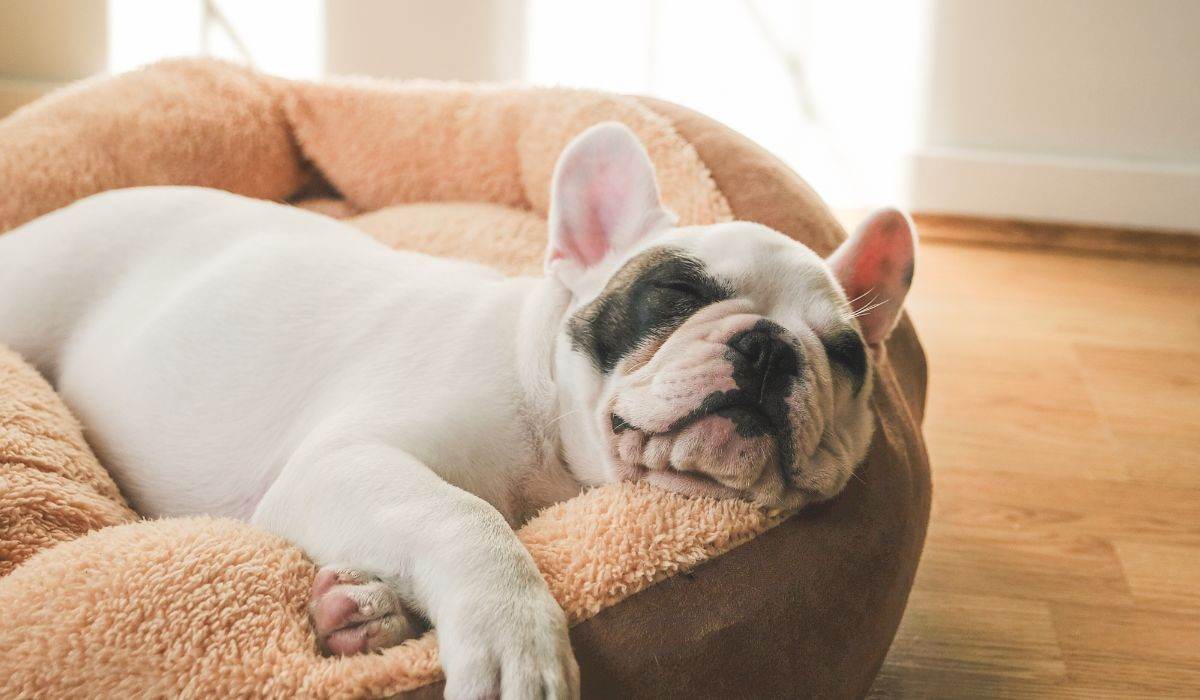 How to Prepare Your Home for a Puppy - Petworld