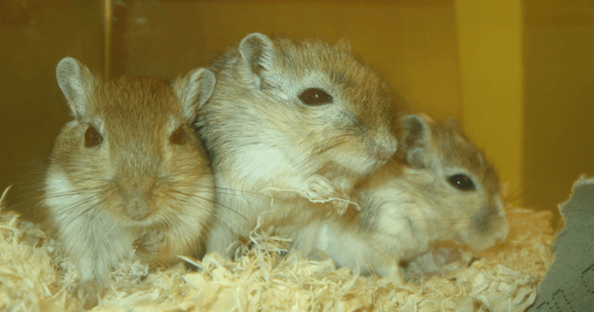 All About Gerbils: A Guide to Your Pet's Habitat, Nutrition and Well-Being - Petworld