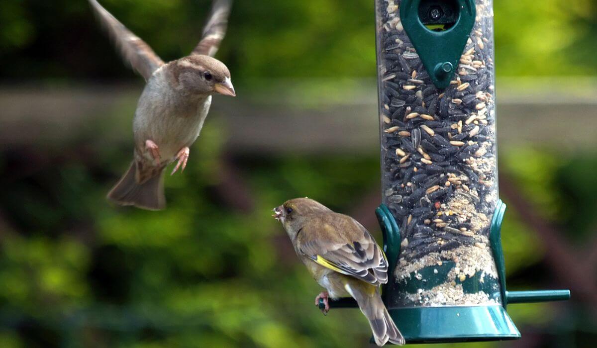 Wild sales bird accessories