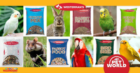 Westerman's & Petworld: Charting New Heights in Avian Care - Petworld