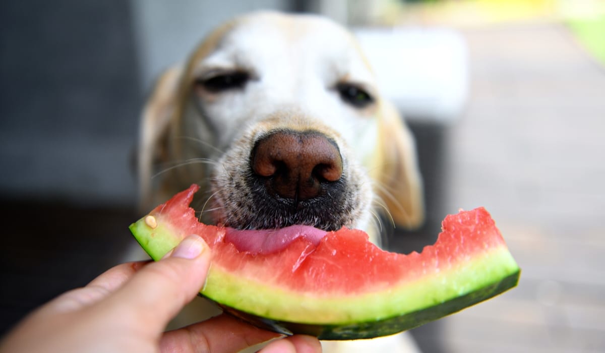 Can I Feed my Dog my “Human Food"?